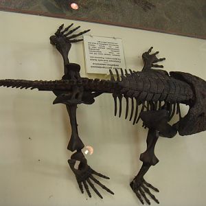 Kamacops acervalis skeleton (model)