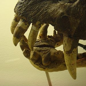 Titanophoneus potens teeth