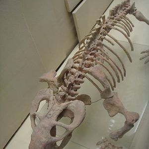 Australobarbarus skeleton