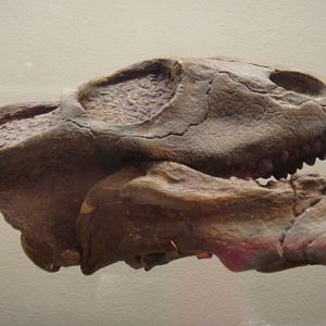Ulemica invisa skull (cast)