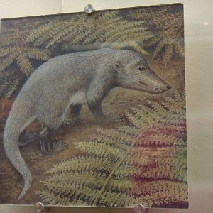 Dvinia prima reconstruction