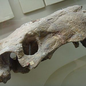 Inostrancevia latifrons skull