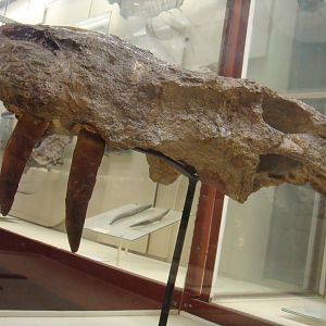 Inostrancevia alexandri skull