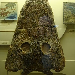 Mastodonsaurus torvus skull