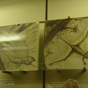 Longisquama insignis and Sharovipteryx mirabilis reconstructions