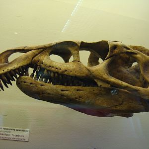 Archosaurus rossicus skull (model)