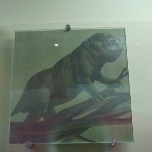 Cistecephalus reconstruction