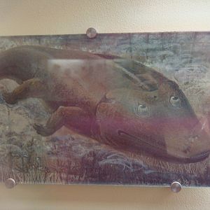 Eupelor fraasi reconstruction