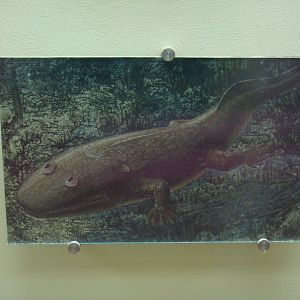 Ichthyostega reconstruction