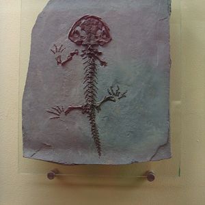 Karaurus sharovi (cast)