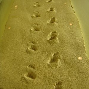 Early tetrapod track