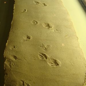 Early tetrapod track