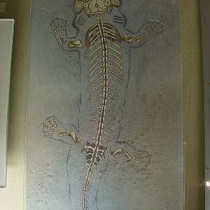 Discosauriscid skeleton reconstruction