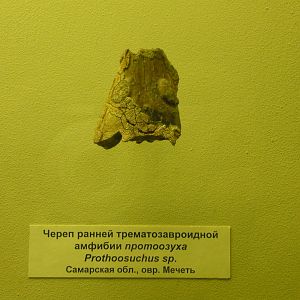 Prothoosuchus sp. skull fragment