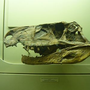 Garjainia prima skull (cast)