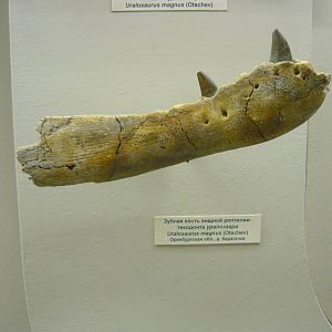Uralosuchus magnus dentary bone