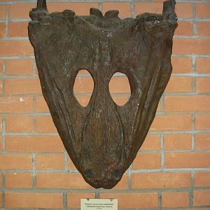 Mastodonsaurus giganteus skull (cast)