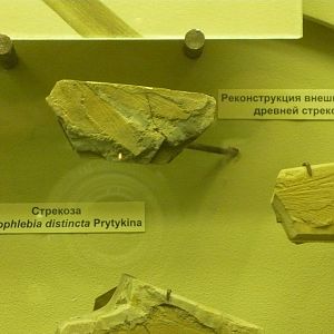 Triadophlebia distincta wings