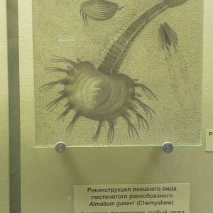 Almatium gusevi reconstruction