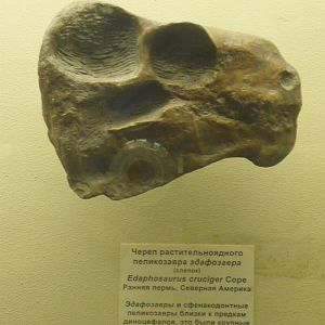 Edaphosaurus cruciger skull (cast)