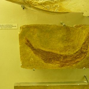 Aspidorhynchus acutirostris