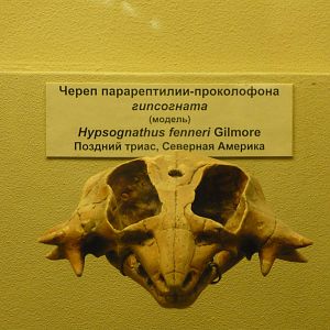 Hypsognathus fenneri skull (model)
