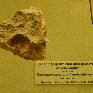 Macroleter poezicus skull (cast)