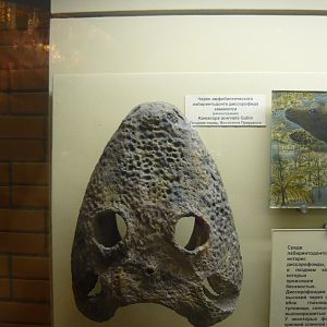 Kamacops acervalis skull (model)