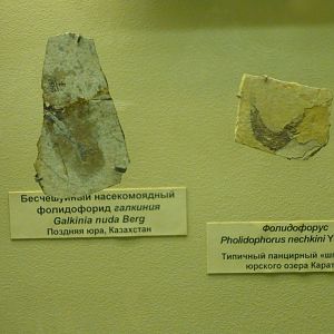 Galkinia nuda and Pholidophorus nechkini