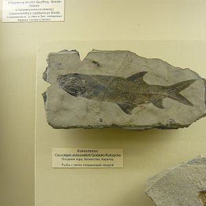 Coccolepis aniscowitchi