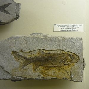 Pteronisculus turkestanensis