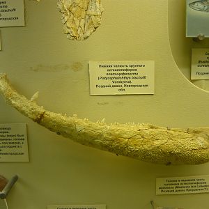 Platycephalichthys bischoffi mandible