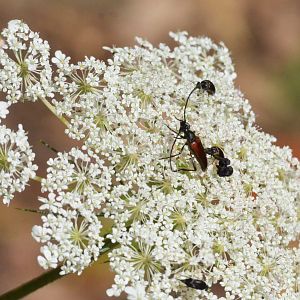 Insect Species ID - Picos de Europa, July 2017