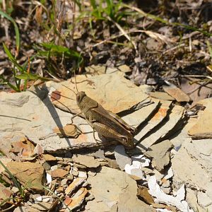 Insect Species ID - Picos de Europa, July 2017