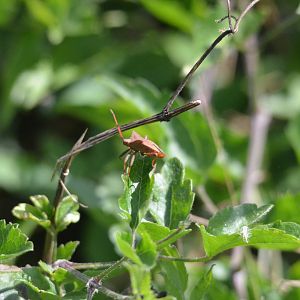 Insect Species ID - Picos de Europa, July 2017