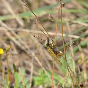 Insect Species ID - Picos de Europa, July 2017