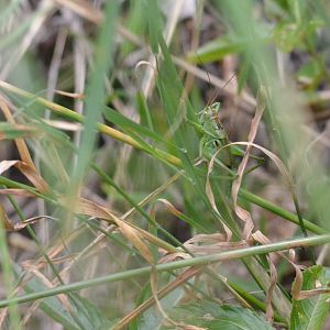 Insect Species ID - Picos de Europa, July 2017