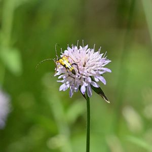 Insect Species ID - Picos de Europa, July 2017