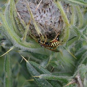 Insect Species ID - Picos de Europa, July 2017