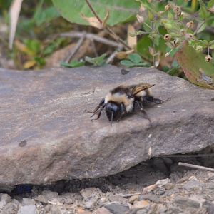 Insect Species ID - Picos de Europa, July 2017