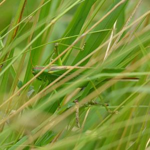 Insect Species ID - Cabarceno, July 2017