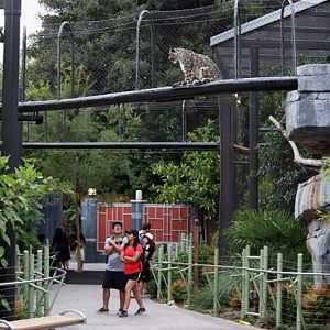 Asian leopard complex