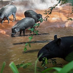 Visayan warty pigs and Malayan tapir