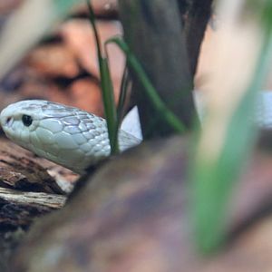 monocellate cobra (leucistic)