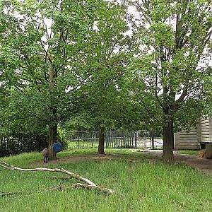 Toronto Zoo Babirusa - YouTube