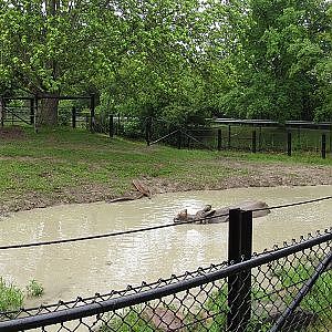 Toronto Zoo Indian Rhinoceros - YouTube