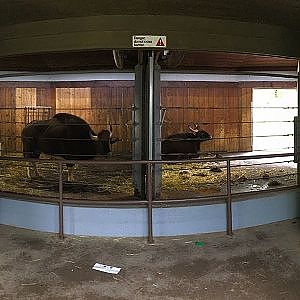 Toronto Zoo Gaur - YouTube