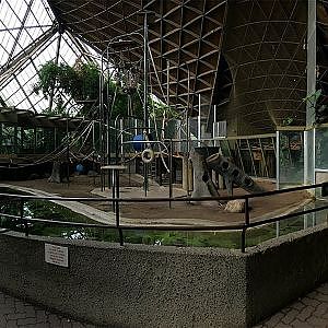 Toronto Zoo Sumatran Orangutan - YouTube