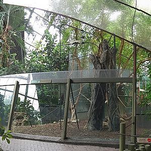 Toronto Zoo White Handed Gibbon - YouTube