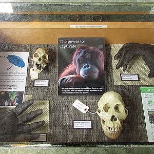 Toronto Zoo Asian Primate Conservation Station - YouTube